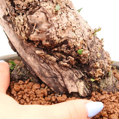 Indoor bonsai - Olea europaea sylvestris - Small-leaved European olive - 7