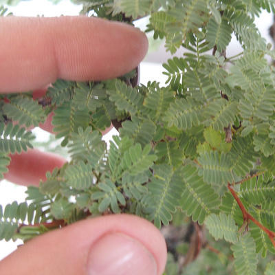 Indoor bonsai - Vachellia leucophloea - Akacia - 7