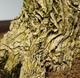 Indoor bonsai - Buxus harlandii - Cork boxwood - 6/6