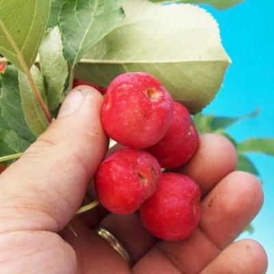 Outdoor bonsai -Maloplodá apple - Malus Halliana - 7