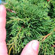 Yamadori Juniperus chinensis - juniper - 6/6