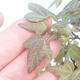Shohin - Maple-Acer burgerianum on rock - 6/6