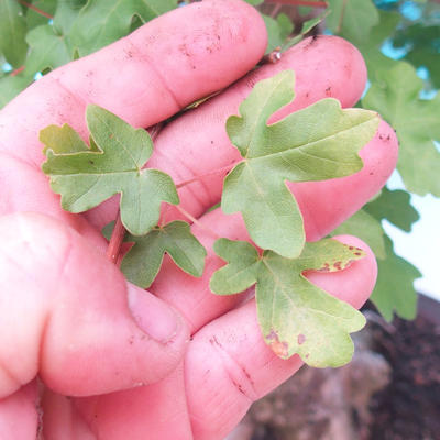 Outdoor bonsai - Baby maple - Acer campestre - 7