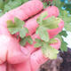 Outdoor bonsai - Baby maple - Acer campestre - 6/6
