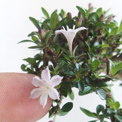 Indoor bonsai - Serissa japonica - small-leaved - 7