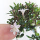Indoor bonsai - Serissa japonica - small-leaved - 6/6