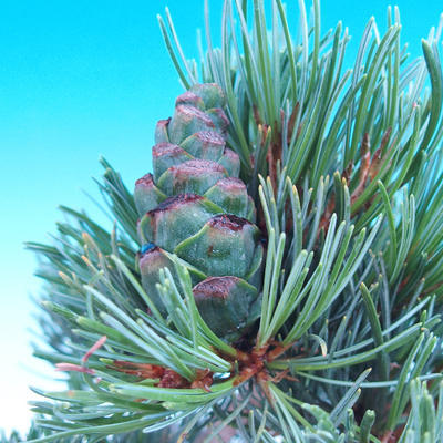 Outdoor bonsai - Small tree bark - Pinus parviflora glauca - 7