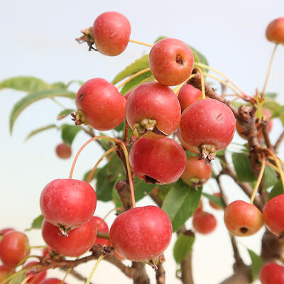Outdoor bonsai -Malus Halliana - fruited apple - 7