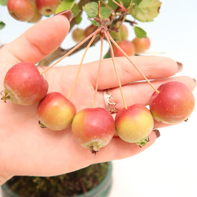 Outdoor bonsai - Malus halliana - Small-fruited apple tree - 7