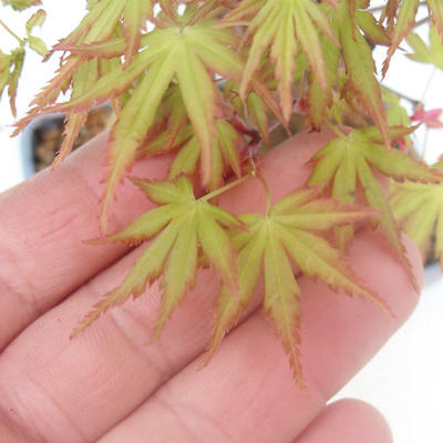 Shohin - Maple-Acer palmatum - 7