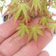 Shohin - Maple-Acer palmatum - 6/6