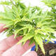 Bonsai im Freien - Acer palmatum Shishigashira - 6/6