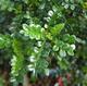 Indoor bonsai - Zantoxylum piperitum - peppercorn - 7/7