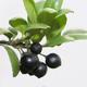 Indoor bonsai - Ilex crenata - Holly - 3/3