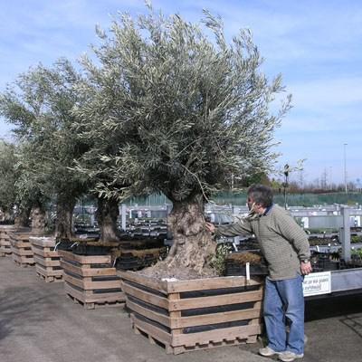 Indoor bonsai - Olea europaea sylvestris -Oliva european tiny - 7