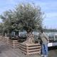 Room bonsai - Olea europaea sylvestris - Olive European bacilli - 5/5