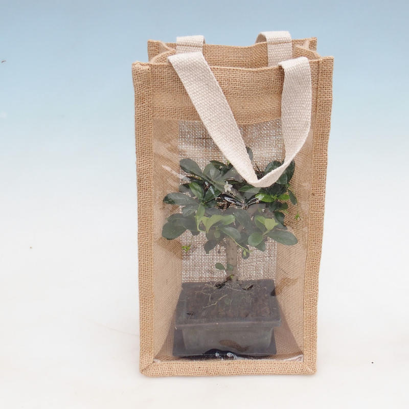 e-Bonsai - Room bonsai in a gift bag - JUTA
