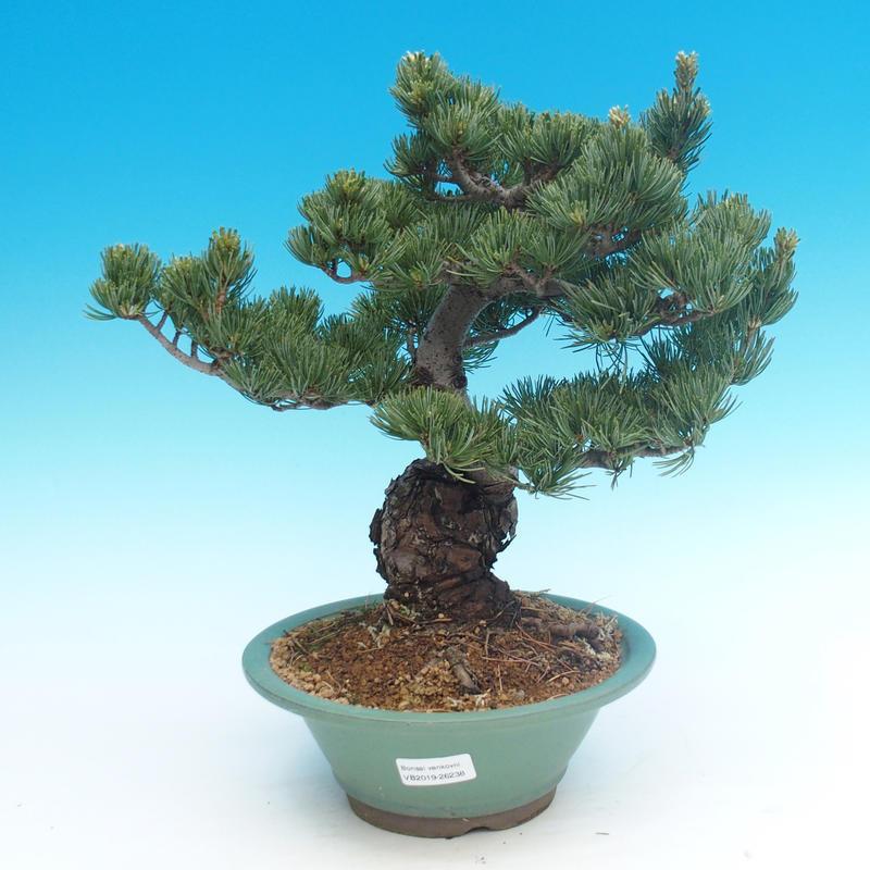 e Bonsai  Outdoor bonsai  Pinus parviflora Small  pine tree 